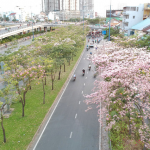 Người dân Sài Gòn “ngẩn ngơ” trước sắc hoa kèn hồng Người dân Sài Gòn ngẩn ngơ trước sắc hoa kèn hồng - Ảnh 1.