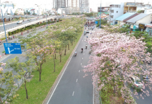 Người dân Sài Gòn “ngẩn ngơ” trước sắc hoa kèn hồng Người dân Sài Gòn ngẩn ngơ trước sắc hoa kèn hồng - Ảnh 1.