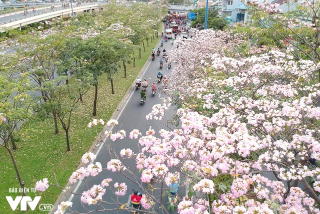 Người dân Sài Gòn ngẩn ngơ trước sắc hoa kèn hồng - Ảnh 12.