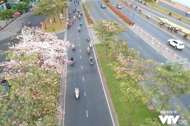 Người dân Sài Gòn ngẩn ngơ trước sắc hoa kèn hồng - Ảnh 6.