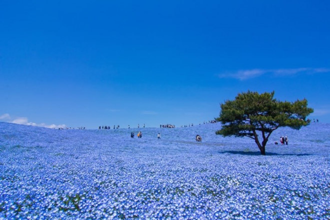 Những loài hoa tuyệt đẹp cho du khách chiêm ngưỡng mùa xuân Nhật Bản - ảnh 1