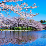 Năm trải nghiệm khi du lịch Nhật Bản mùa hoa anh đào polyad