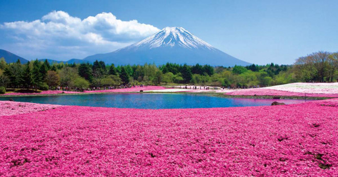 Những loài hoa tuyệt đẹp cho du khách chiêm ngưỡng mùa xuân Nhật Bản - ảnh 2