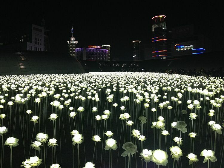 Khu vườn ánh sáng Dongdaemun Design Đêm xuống, khi đi bộ từ lối ra số 1 của Trạm Công viên Lịch sử và Văn hóa Dongdaemun, bạn sẽ đến khu vực Đồi Cỏ của DDP. Ở đây có hơn 20.000 bông hoa hồng bằng đèn LED, được thắp sáng rực rỡ. Đây là một trong những địa điểm chụp ảnh sống ảo nổi tiếng tại Seoul. Những bông hoa hồng sẽ được thắp sáng từ lúc mặt trời mọc đến 22 giờ đêm. Những khi trời mưa, tuyết, khu vườn sẽ không thắp đèn.