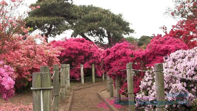 Những loài hoa tuyệt đẹp cho du khách chiêm ngưỡng mùa xuân Nhật Bản - ảnh 4
