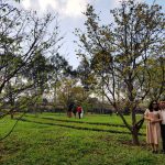 Huế sẽ có đường đi bộ hoa mai vàng Huế sẽ có đường đi bộ hoa mai vàng - Ảnh 1.