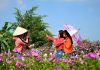 Mê mẩn cánh đồng hoa dừa cạn ở miền Tây Bạn trẻ miền Tây có một nơi chụp hình "sống ảo" lý tưởng với hoa dừa cạn /// Ảnh: Luân Trần