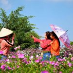 Mê mẩn cánh đồng hoa dừa cạn ở miền Tây Bạn trẻ miền Tây có một nơi chụp hình "sống ảo" lý tưởng với hoa dừa cạn /// Ảnh: Luân Trần