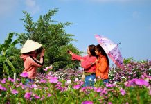 Mê mẩn cánh đồng hoa dừa cạn ở miền Tây Bạn trẻ miền Tây có một nơi chụp hình "sống ảo" lý tưởng với hoa dừa cạn /// Ảnh: Luân Trần