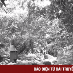 Bảo tồn giá trị lịch sử văn hóa của Am Dược