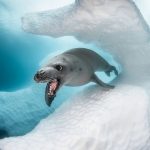 10 ảnh đoạt giải cuộc thi chụp dưới nước 10 ảnh đoạt giải cuộc thi chụp dưới nước