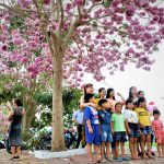 Rực rỡ con đường ngợp sắc kèn hồng ở miền Tây Con đường hoa kèn hồng thu hút đông đảo du khách đến chụp ảnh /// Ảnh: Khả Di