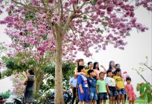 Rực rỡ con đường ngợp sắc kèn hồng ở miền Tây Con đường hoa kèn hồng thu hút đông đảo du khách đến chụp ảnh /// Ảnh: Khả Di