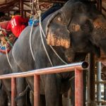 Khách Trung Quốc ở nhà vì virus corona, du lịch Đông Nam Á lao đao Khach Trung Quoc o nha vi virus corona, du lich Dong Nam A lao dao hinh anh 1 business_is_also_slow_at_the_chang_siam_elephant_park_in_pattaya_a_few_hours_south_of_bangkok_1581828226190_3.jpg