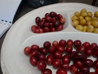 Những “chú ngựa vằn” điều tiết giao thông Cà phê dơi lên ngôi ở Madagascar