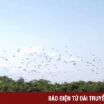 Quảng Trị: Hàng ngàn con chim Cò nhạn xuất hiện trên đồng ruộng