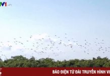 Quảng Trị: Hàng ngàn con chim Cò nhạn xuất hiện trên đồng ruộng