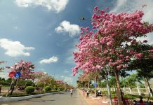 Con đường 160 cây hoa kèn hồng nở rực rỡ ở miền Tây Con đường 160 cây hoa kèn hồng nở rực rỡ ở miền Tây