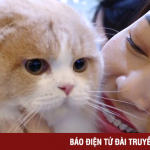 Những chú mèo lần đầu tiên được “đua sắc” tại Việt Nam