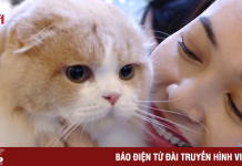 Những chú mèo lần đầu tiên được “đua sắc” tại Việt Nam