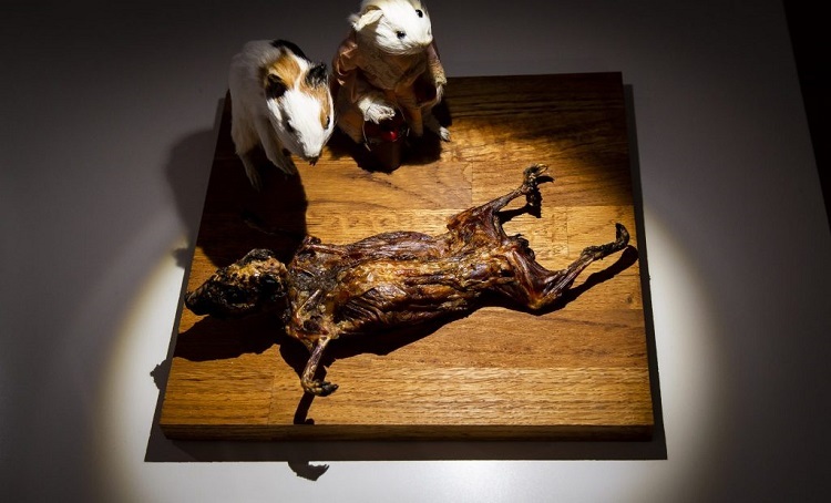 Chuột lang nướngỞ vùng núi Andean, Nam Mỹ, chuột lang không phải là thú cưng. Chúng được gọi là cuy, nuôi để lấy thịt, trước khi người dân chăn nuôi gia súc. Chuột lang thường được nướng, chiên và so sáng với thịt thỏ. Ảnh: Disgusting Museum.