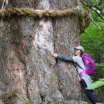 ‘Tắm rừng’ như người Nhật Người dân thực hành tắm rừng bằng cách ôm cây hạt dẻ 800 năm tuổi trên ngọn núi Shichimen, Hayakawa. Ảnh: Close to Mount Fuji.