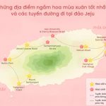 Mùa xuân trên đảo Jeju Hàn Quốc có gì thú vị? Các điểm ngắm hoa anh đào và hoa cải dầu trên đảo Jeju năm 2020