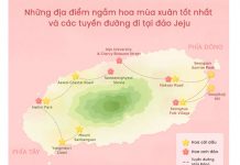 Mùa xuân trên đảo Jeju Hàn Quốc có gì thú vị? Các điểm ngắm hoa anh đào và hoa cải dầu trên đảo Jeju năm 2020