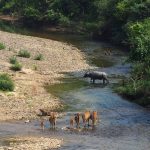 Cần gì đến Bali xa xôi, Quảng Bình cũng có “xích đu Bali Swing” cực chill