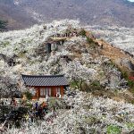5 lễ hội hoa mùa xuân Hàn Quốc Hoa mai phủ trắng sườn đời. Ảnh: Visit Korea.