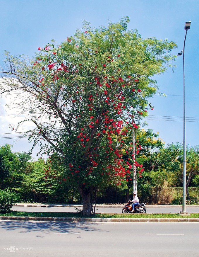 Mùa hoa giấy nở