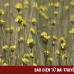 Về Đồng Tháp Mười ngắm hoa Hoàng đầu ấn