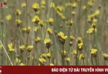 Về Đồng Tháp Mười ngắm hoa Hoàng đầu ấn