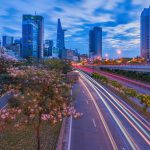 Hoa kèn hồng nở rộ Hoa kèn hồng nở rộ