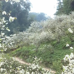 Đây là những điểm không thể bỏ qua khi đến Mộc Châu Hoa mận bung nở trắng trời ở Mộc Châu