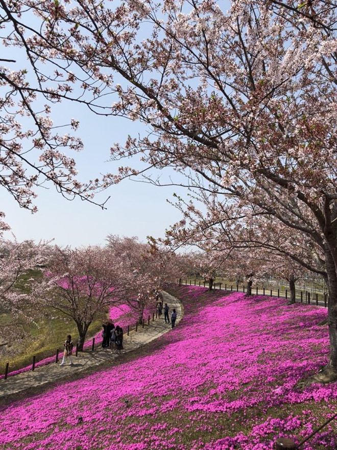 Đi ngắm hoa anh đào mùa xuân Nhật Bản - ảnh 1