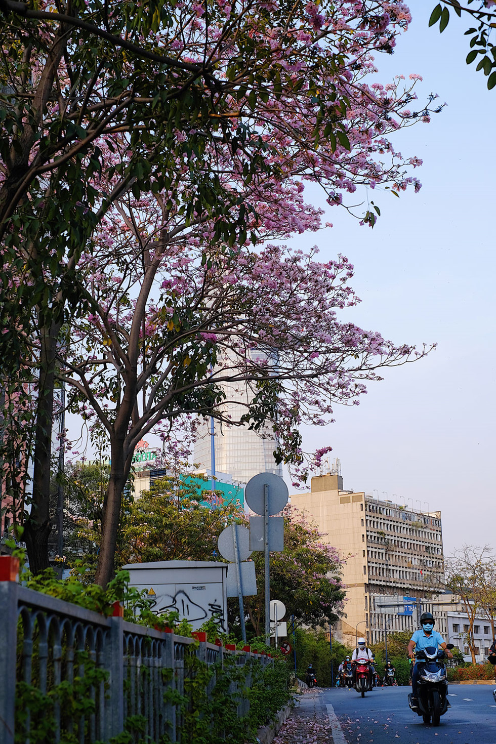 Giữa mùa corona, người Sài Gòn tìm chút bình yên với đường hoa kèn hồng11