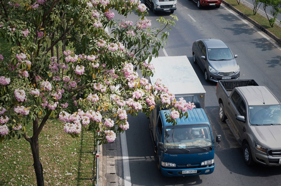 Giữa mùa corona, người Sài Gòn tìm chút bình yên với đường hoa kèn hồng13