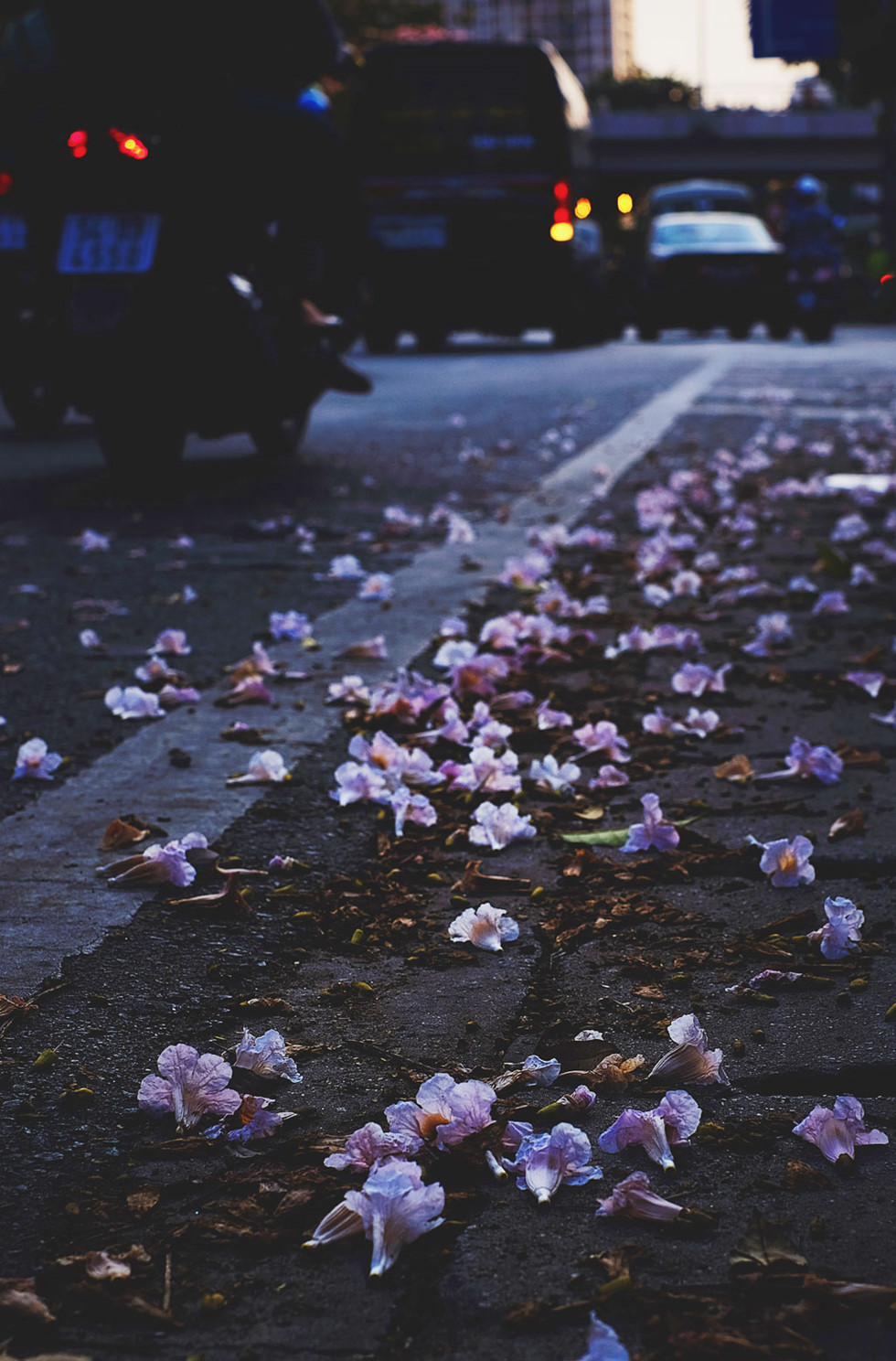 Giữa mùa corona, người Sài Gòn tìm chút bình yên với đường hoa kèn hồng14