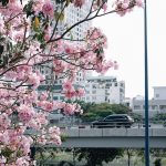 Giữa mùa Corona, người Sài Gòn tìm chút bình yên với đường hoa kèn hồng Hoa kèn hồng làm cho con đường Sài Gòn bỗng trở nên thơ lạ lùng. /// Thiên Hàn