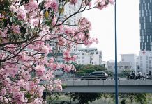 Giữa mùa Corona, người Sài Gòn tìm chút bình yên với đường hoa kèn hồng Hoa kèn hồng làm cho con đường Sài Gòn bỗng trở nên thơ lạ lùng. /// Thiên Hàn