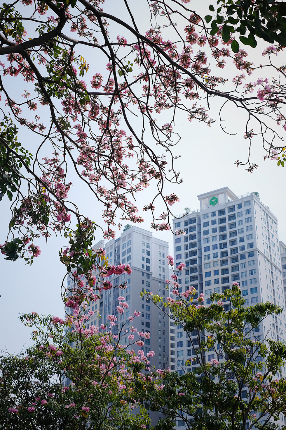 Giữa mùa corona, người Sài Gòn tìm chút bình yên với đường hoa kèn hồng7