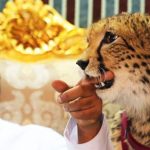 Nuôi báo làm thú cảnh và những điều khiến Dubai thành xứ nhà giàu Nuoi bao lam thu canh va nhung dieu khien Dubai thanh xu nha giau hinh anh 1 https_cdn.cnn.com_cnnnext_dam_assets_170110113935_tiger_tease_uae.jpg