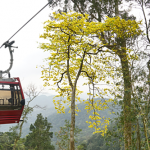 Ưu đãi 50% giá vé cáp treo Yên Tử dịp lễ hội Những cây đại lão mai vàng chỉ có tại Yên Tử bắt đầu trổ sắc vào mùa xuân.