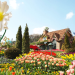 6 lý do du khách nên du lịch Hàn Quốc vào mùa xuân Hoa tulip mùa xuân ở Hàn Quốc tuyệt đẹp.