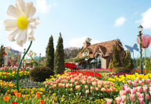 6 lý do du khách nên du lịch Hàn Quốc vào mùa xuân Hoa tulip mùa xuân ở Hàn Quốc tuyệt đẹp.