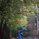 Hoa ban nở rộ gần Lăng Bác Hoa ban nở rộ gần Lăng Bác