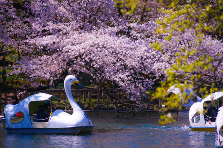 Công viên InokashiraCông viên nằm ở Kichijoji, ngoại ô Tokyo và nổi tiếng là nơi có phong cảnh đẹp vào mùa xuân. Nơi đây có khoảng 500 cây anh đào trồng xung quanh một chiếc hồ. Khi hoa bắt đầu rơi, cánh hoa trải rộng trên mặt ao như một tấm thảm màu hồng. Du khách có thể đi thuyền thiên nga trên hồ để ngắm cảnh. Tuy nhiên theo truyền thuyết địa phương, các đôi trai gái nếu đi thuyền trên hồ sẽ sớm chia tay. Bạn cũng có thể tới đây cắm trại, hoặc ngắm cảnh từ cây cầu gần đó. Ảnh: iStock.