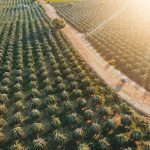 Truy lùng vườn thanh long Bình Thuận đẹp lịm tim khiến giới mê “sống ảo” đứng ngồi không yên