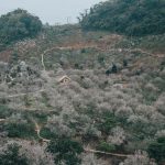 Sau Tết Nguyên đán nhớ sét kèo rủ hội bạn thân lên Mộc Châu “săn hoa” nhé!